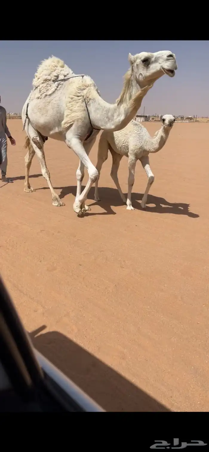خلفه هديه شرط 1