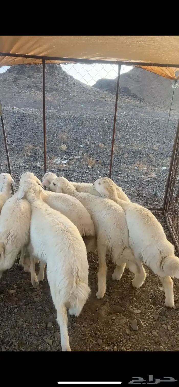 طليان اضاحي طيبه 1