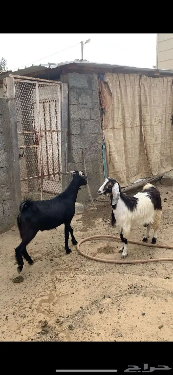 تيوس اعياد 2
