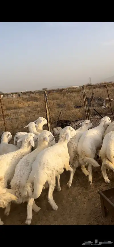 طليان ضحايا 0