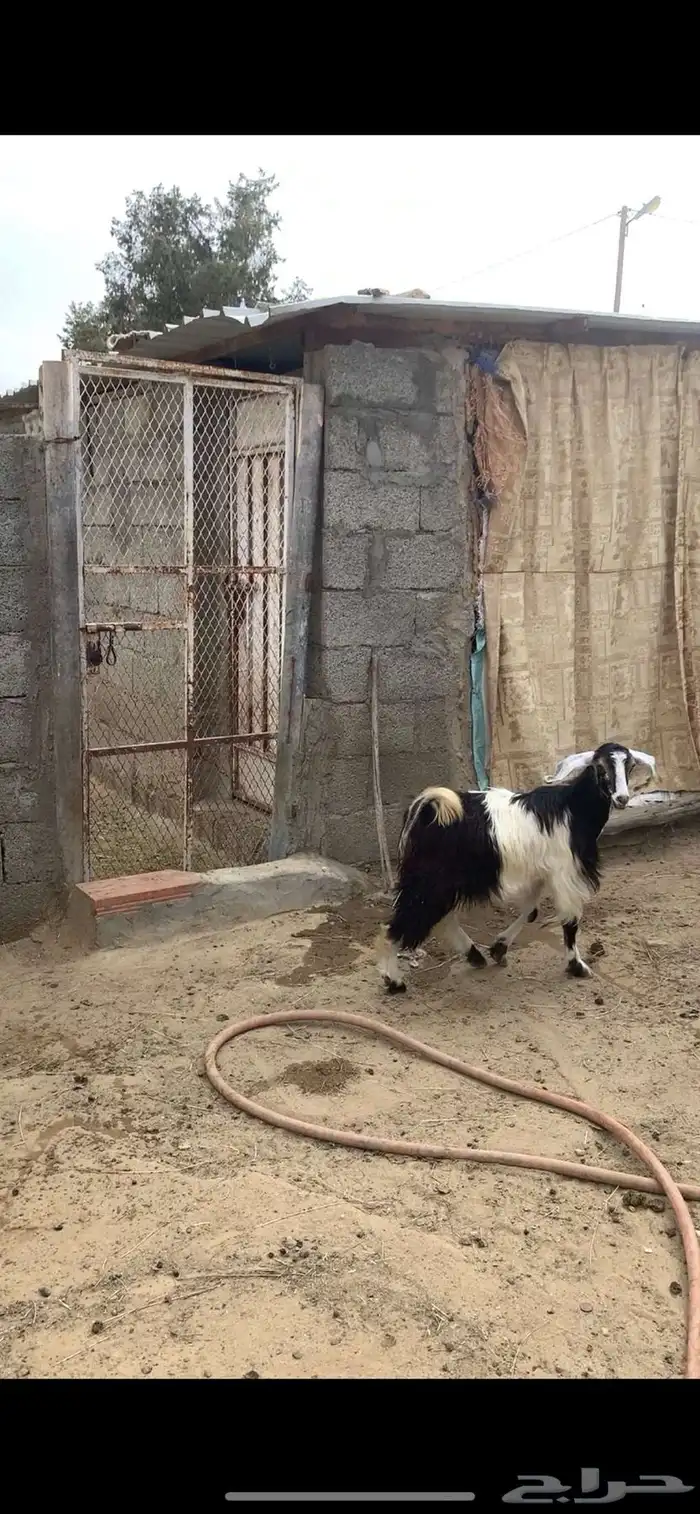 تيوس اعياد 1
