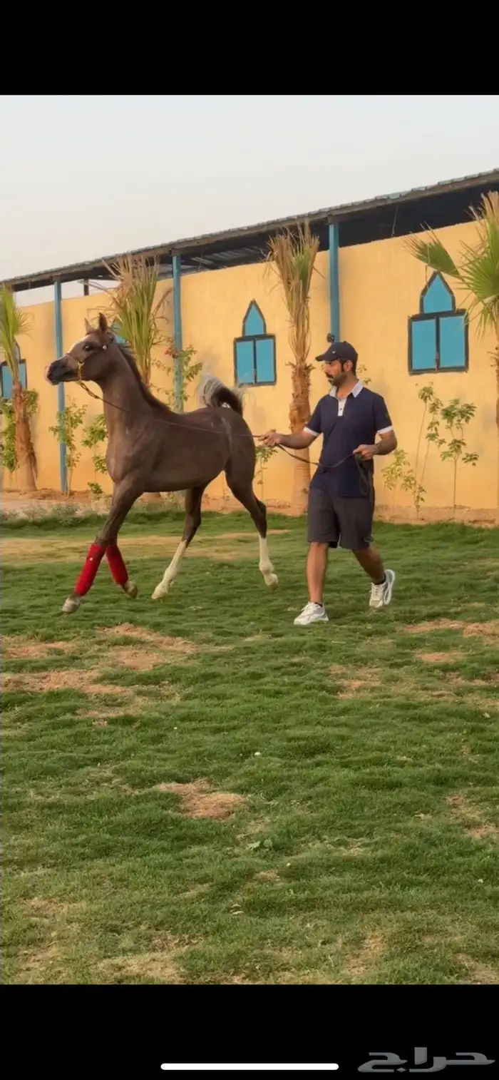 مهره مكس جمال فاخره كوالتي عالي 2