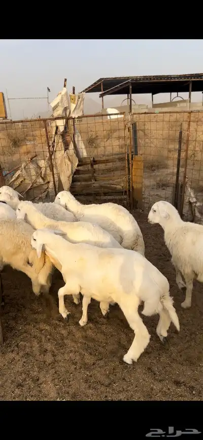 طليان ضحايا 1