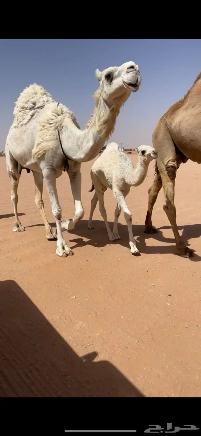 خلفه هديه شرط 0