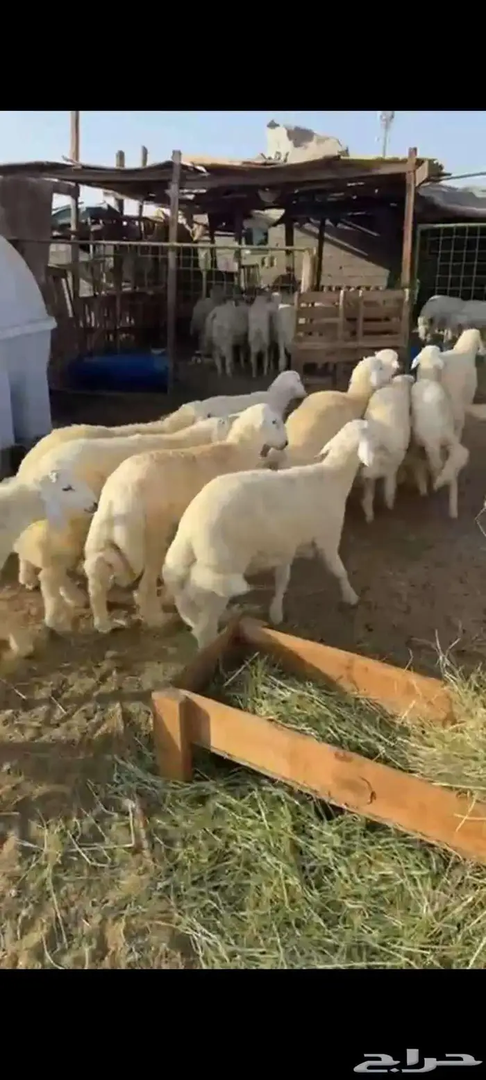 الزهراني للحنيذ الجنوبي 5