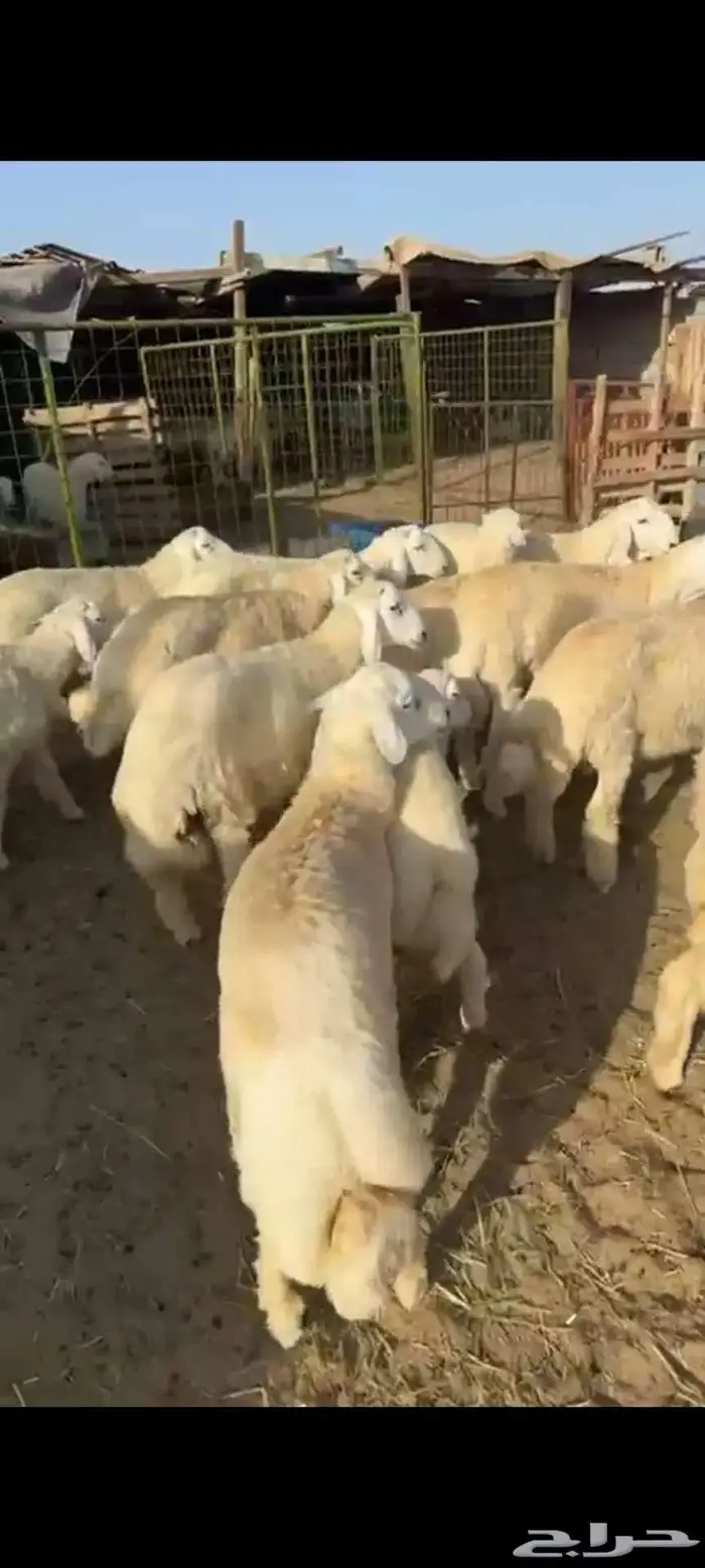 الزهراني للحنيذ الجنوبي 3