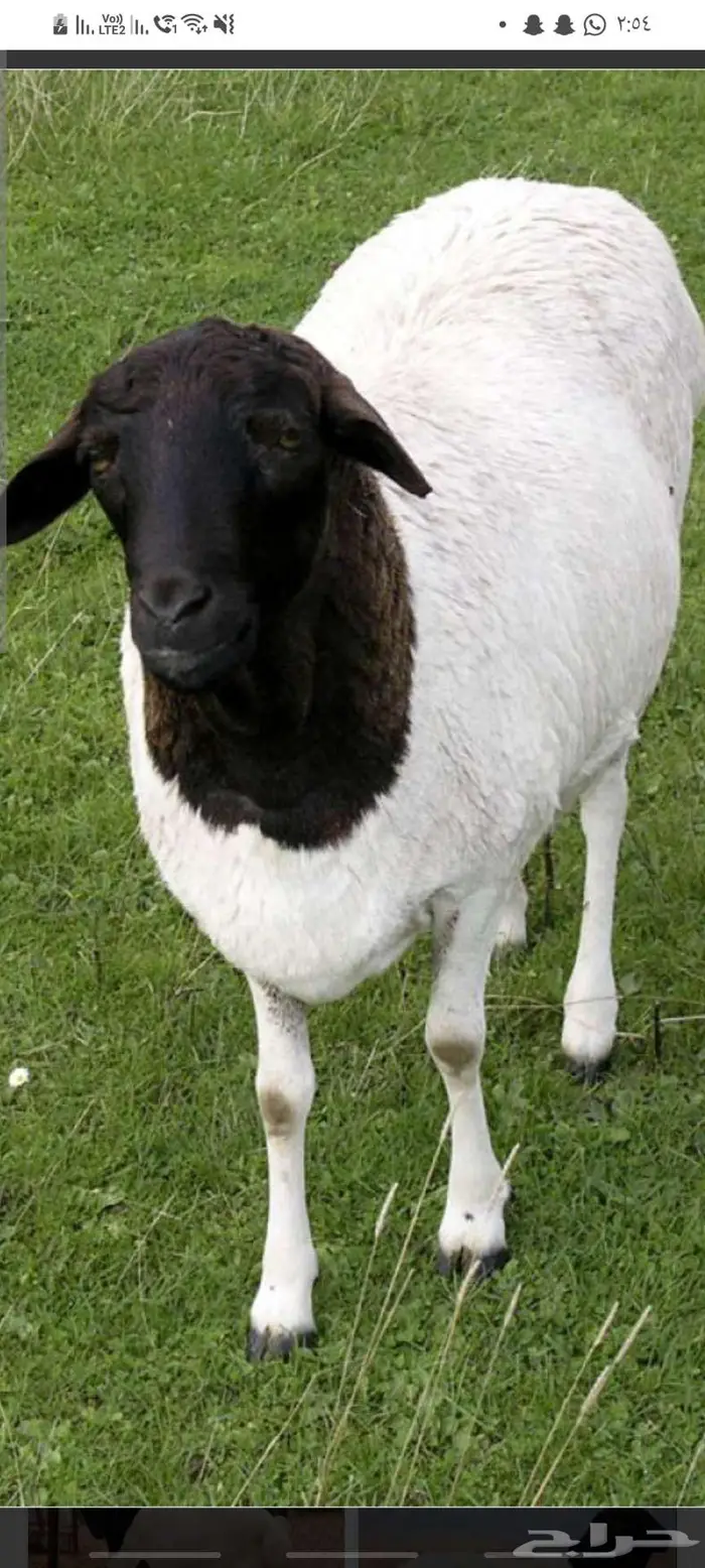 للبيع خرفان بربري بكميات كبيره بمكه للجادين فقط 0