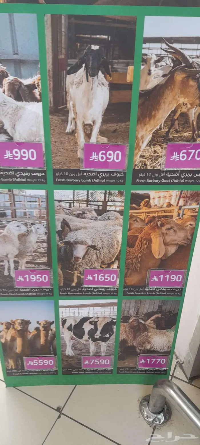 بيع الاضاحي 0