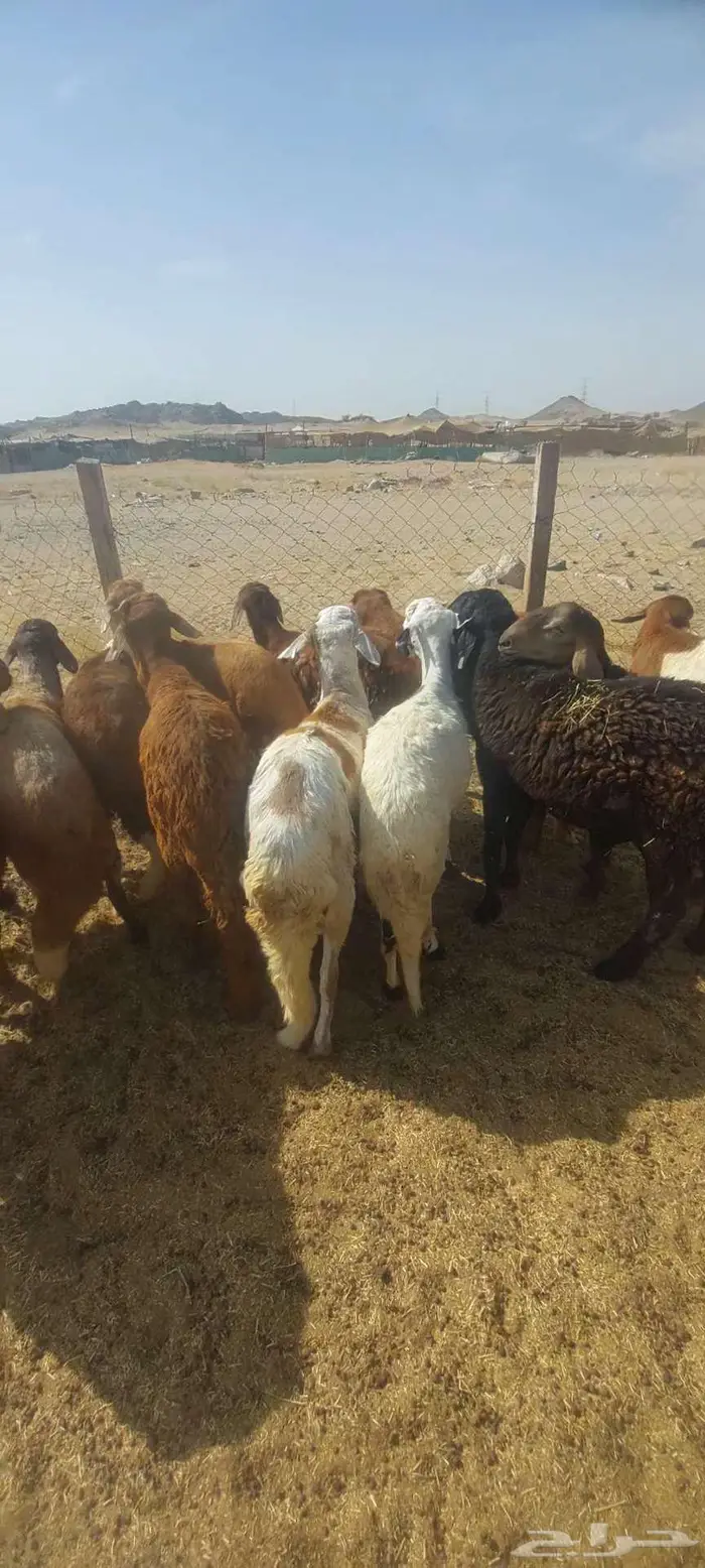 طليان اضاحي. وسواكن 14