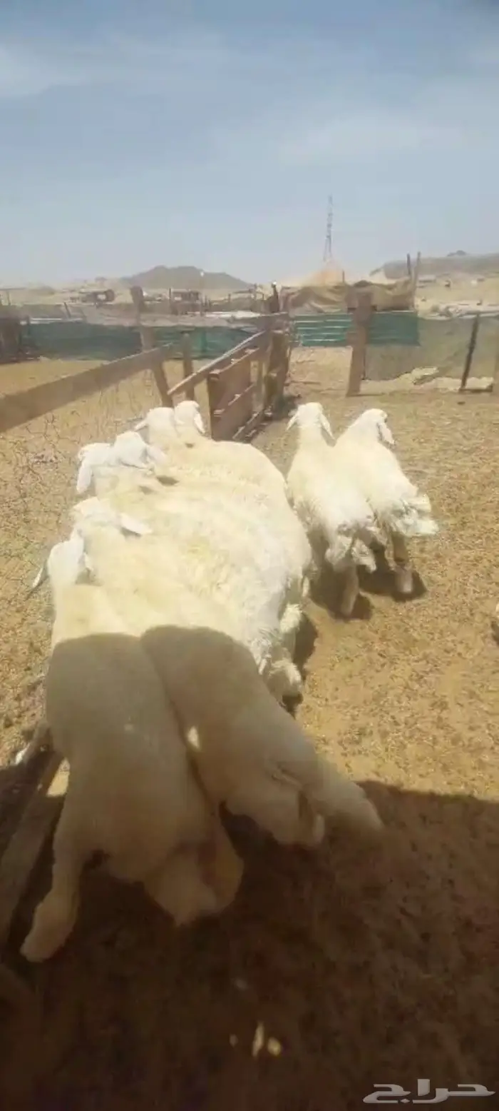 طليان اضاحي. وسواكن 9
