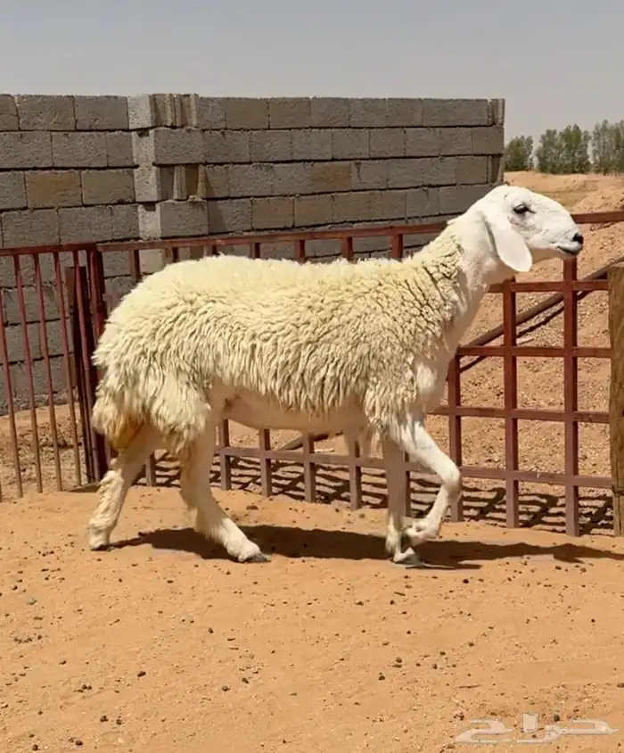 رخل حريه خصم صنف الصنف حرشاء (( تمم البيعع )) 1