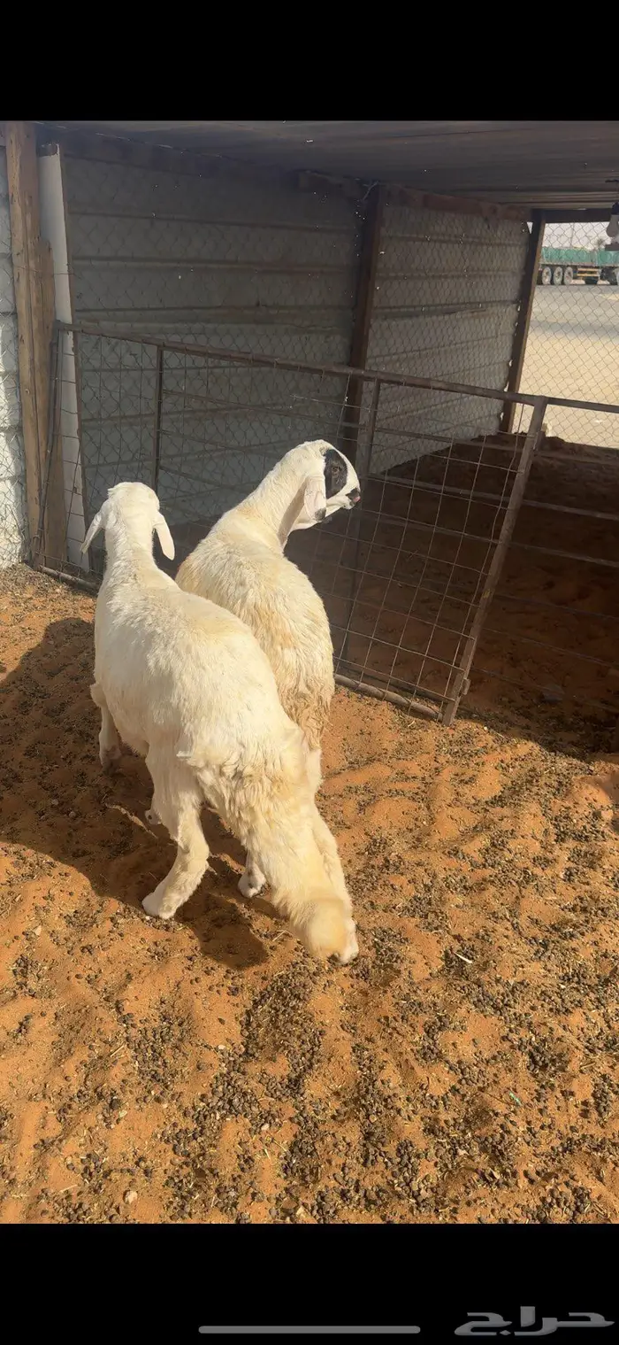 حريات وسواكن اضاحي 3