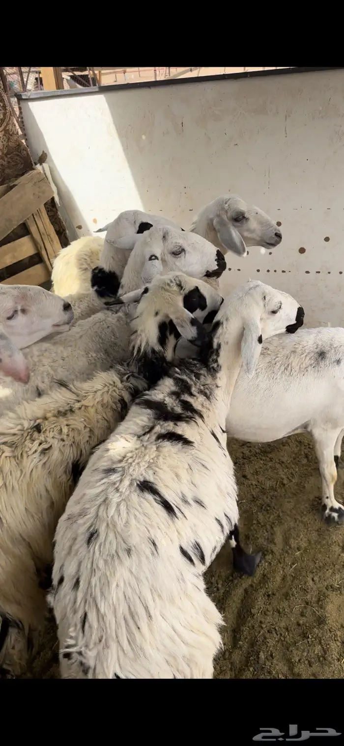 فحل ضان كفو 0