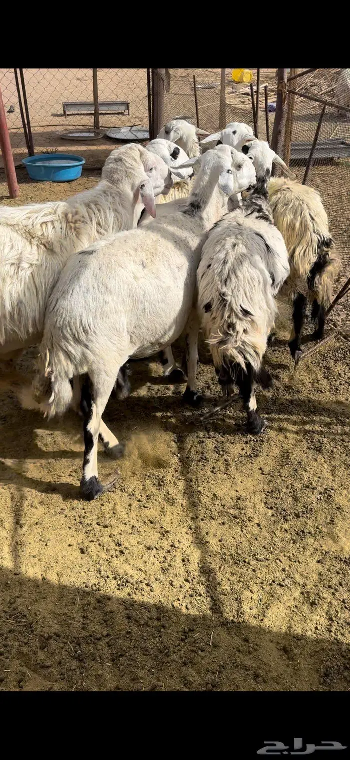 فحل ضان كفو 1