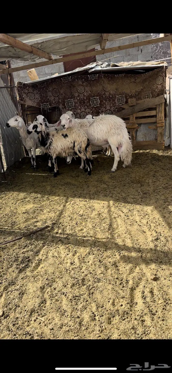 فحل ضان كفو 2