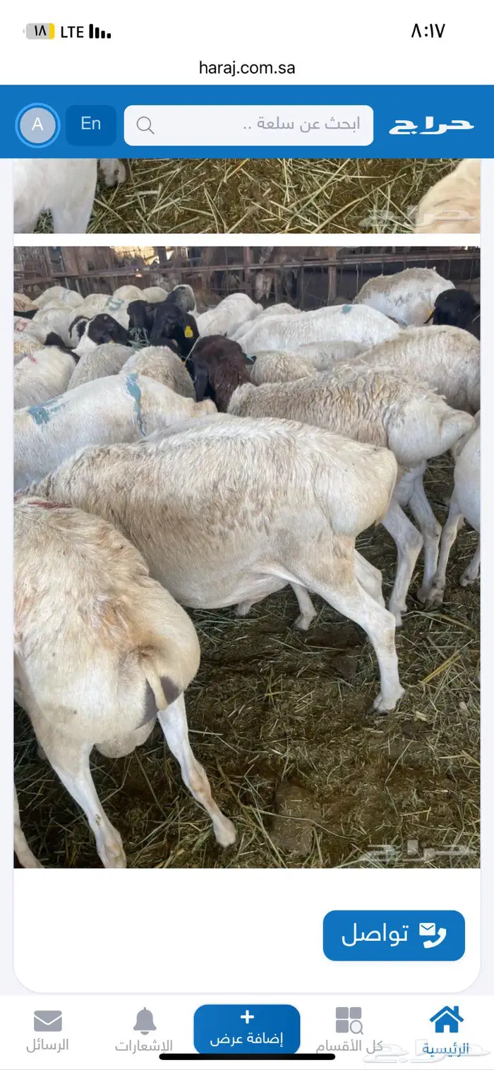 اضاحي شامل الذبح والتوزيع 1