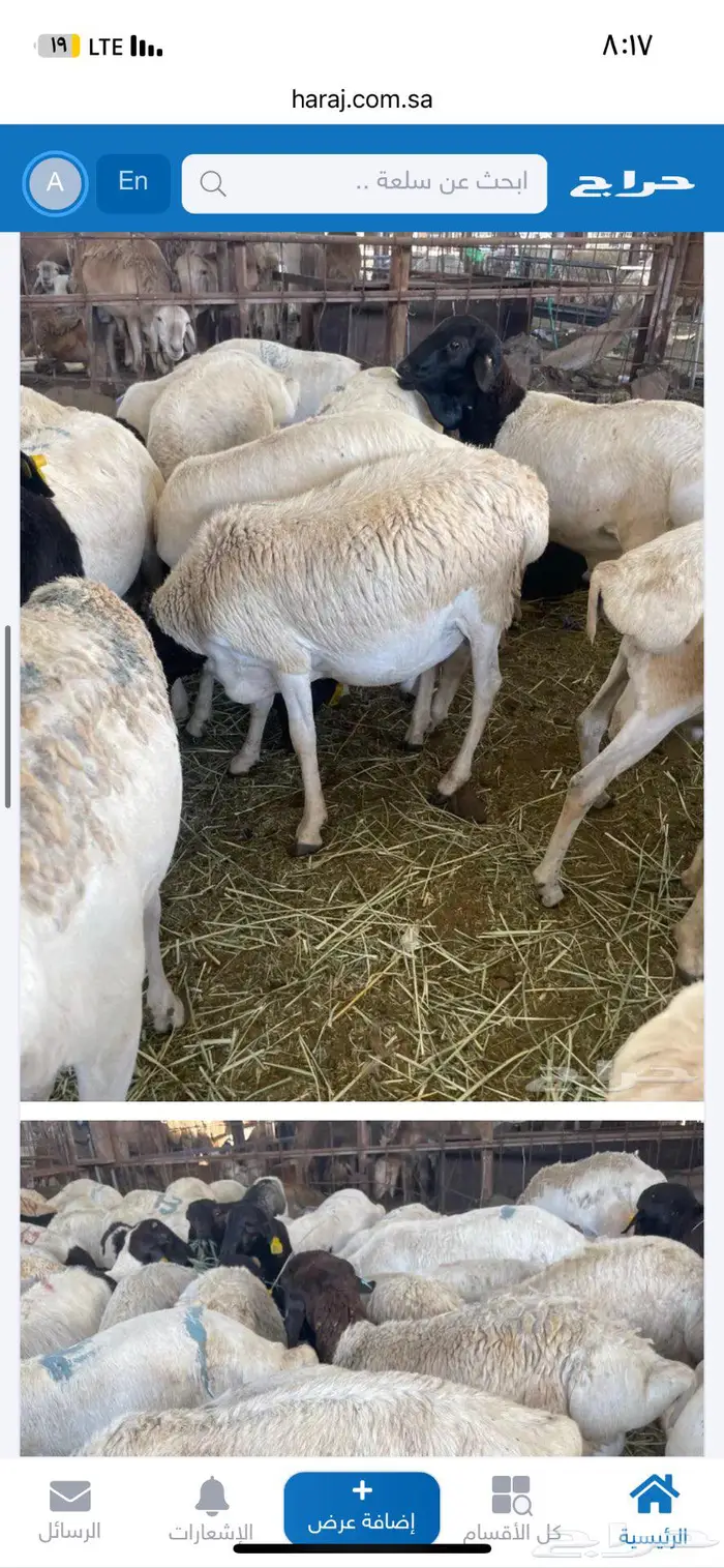 اضاحي شامل الذبح والتوزيع 2