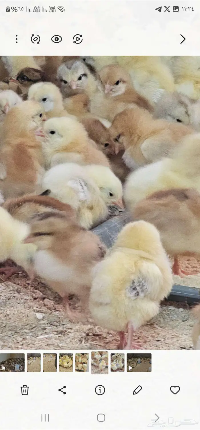 صوص فرنسي بيور وبيض مخصب 4