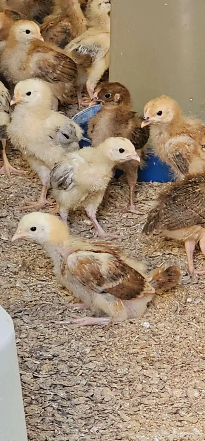 صوص فرنسي بيور وبيض مخصب 3
