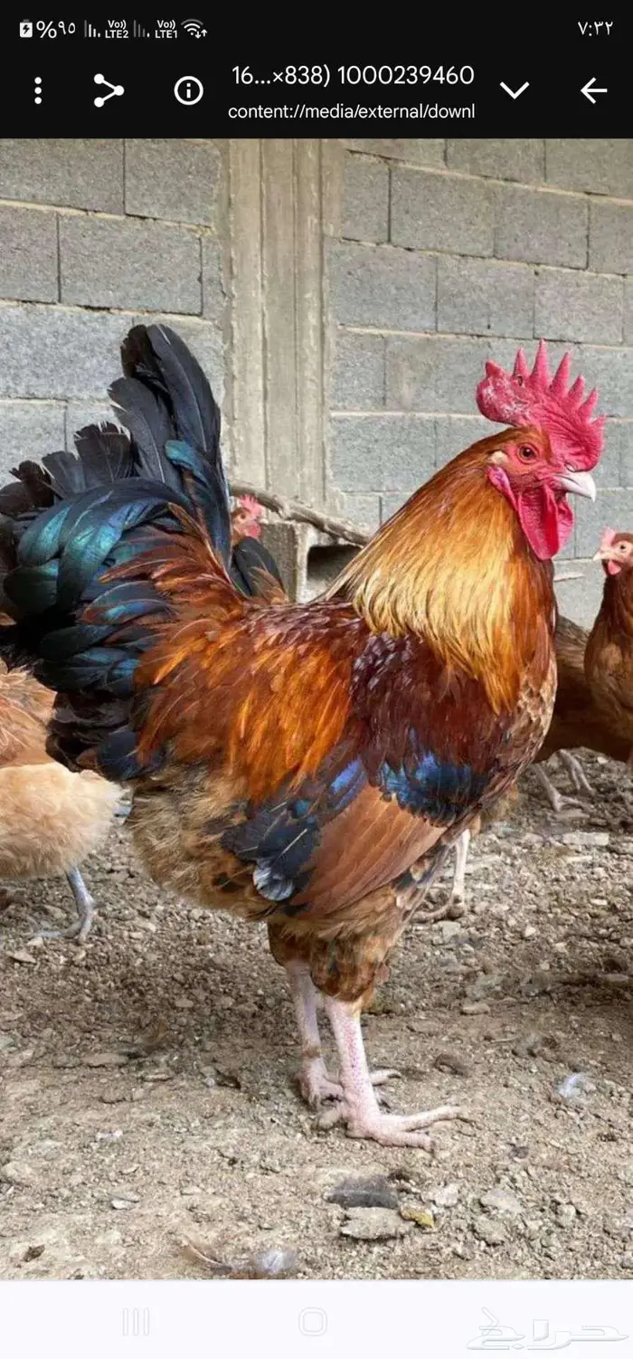 صوص فرنسي بيور وبيض مخصب 6