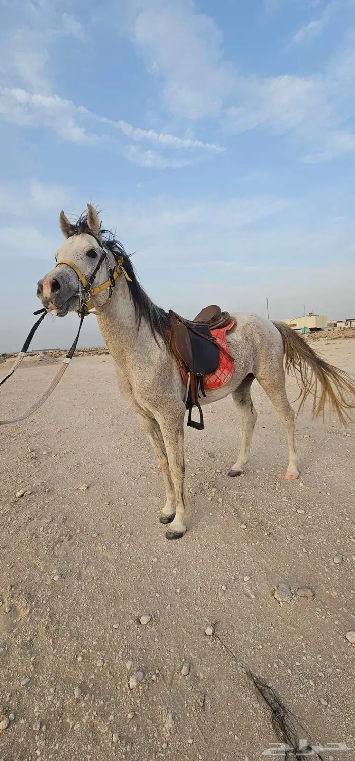 حصان واهو مصري 0