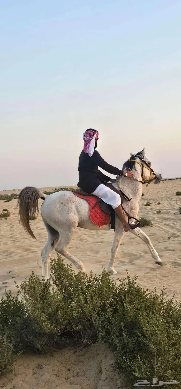 حصان واهو مصري 4