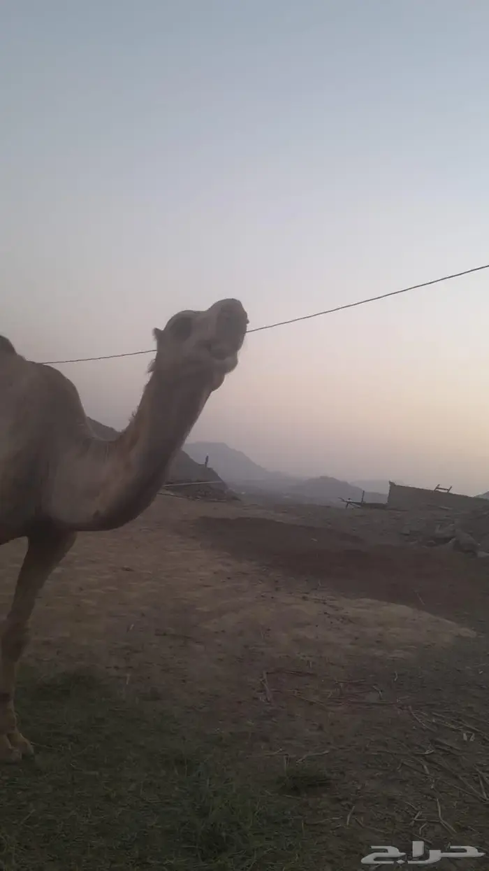 بعير فحل إنتاجه 100 100 5