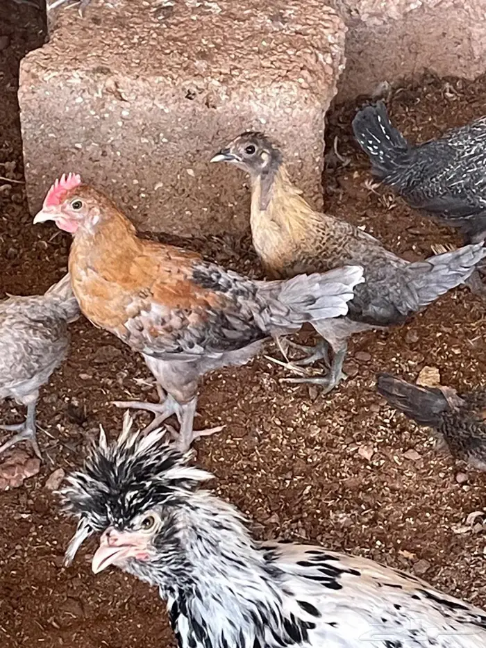 صوص بلدي وشبابي 0