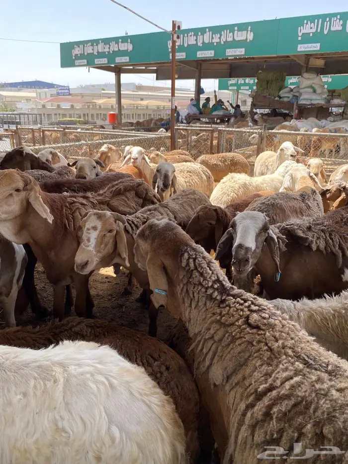 سواكني اضاحي فوق 40 كيلو متوفر تابي وتمارا 1