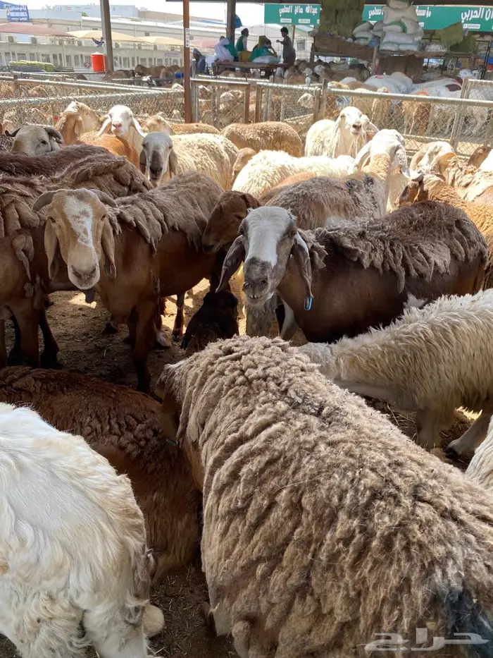 سواكني اضاحي فوق 40 كيلو متوفر تابي وتمارا 0