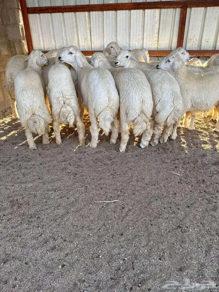 الزهراني للحنيذ الجنوبي 0