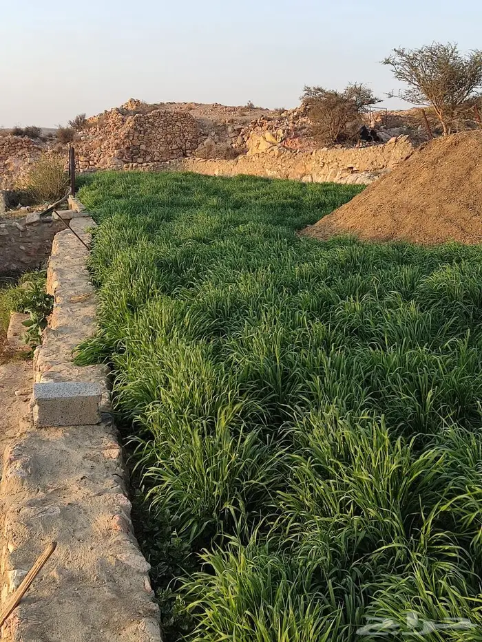 سماد ( ابل - بقر - غنم  دجاج ) للبيع 0