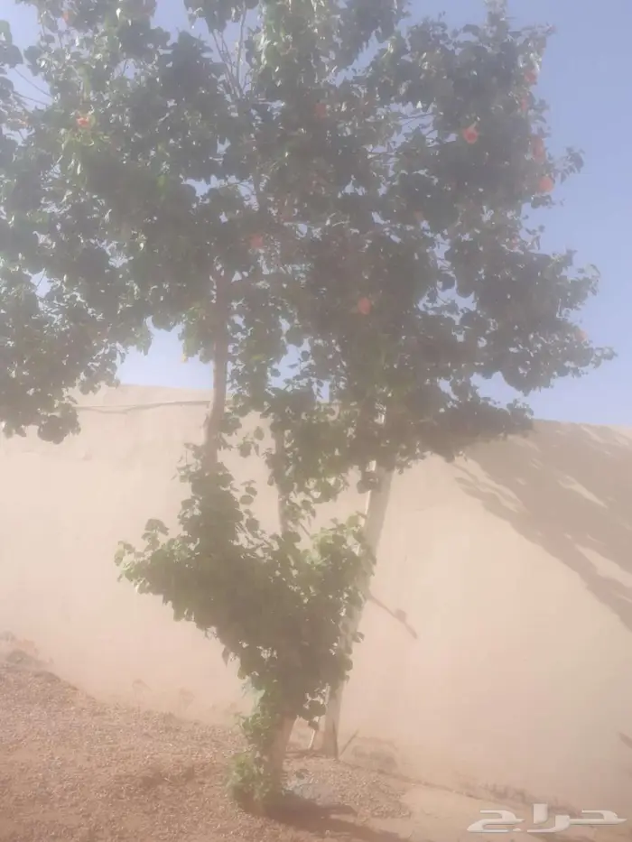 شجرة لسان العصفور ورد وتضللك 0