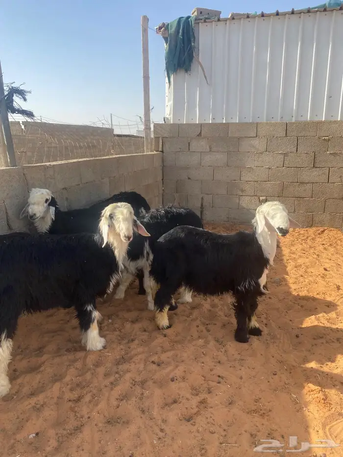 خرفان نجد ضحايا 1