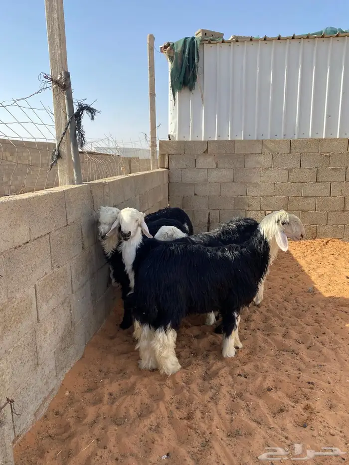خرفان نجد ضحايا 2