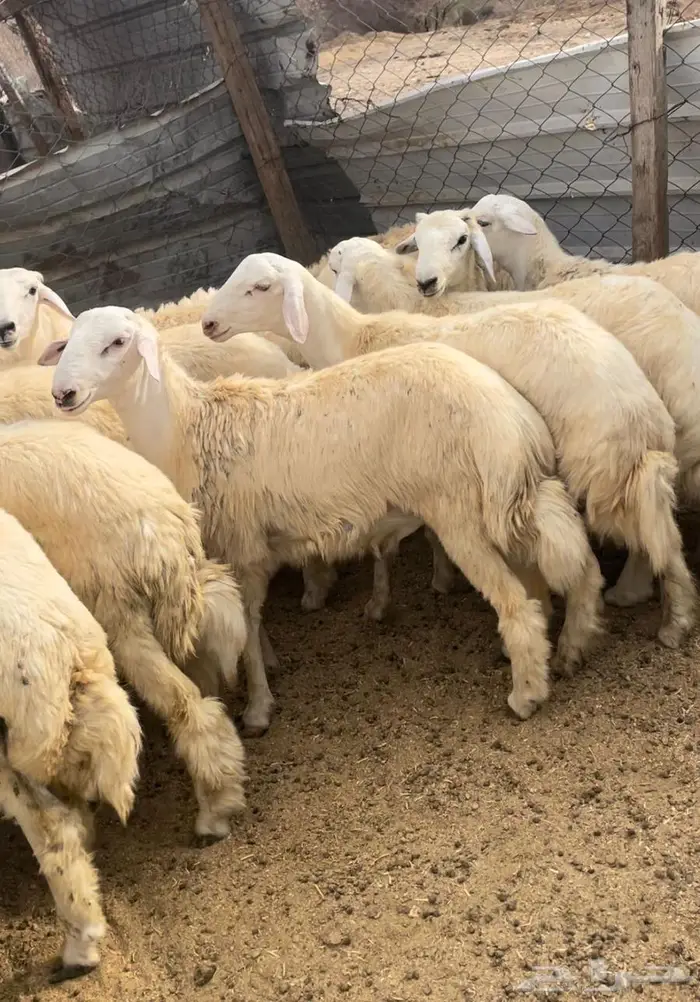 أضاحي طليان حري سواكن مع التوصيل 5