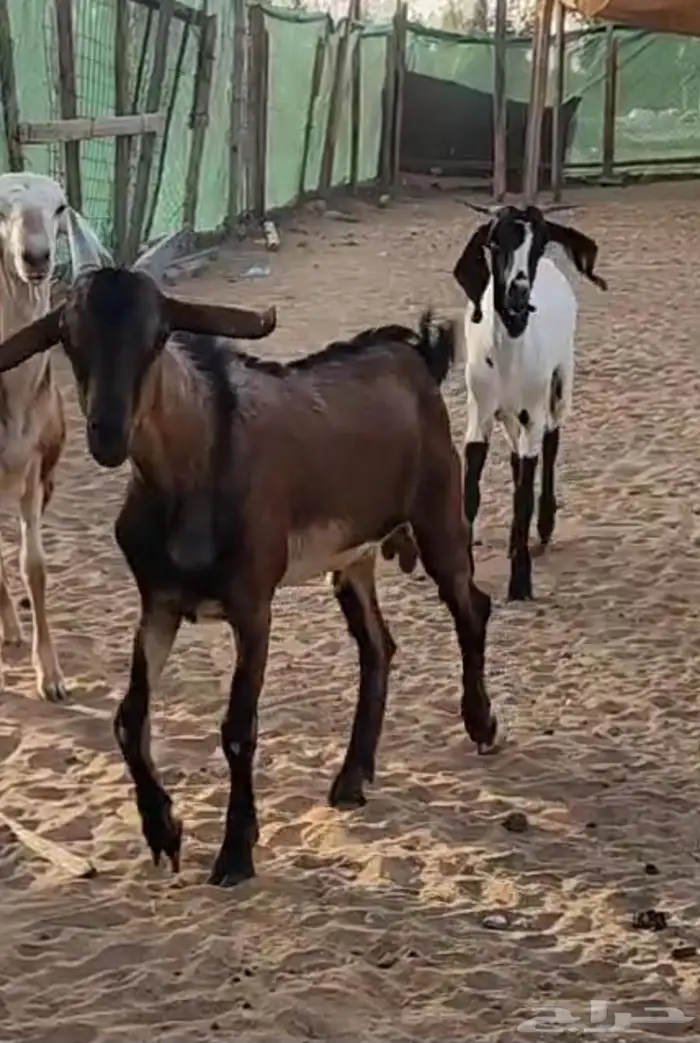 عرض تصفيه اضاحي سواكن 0