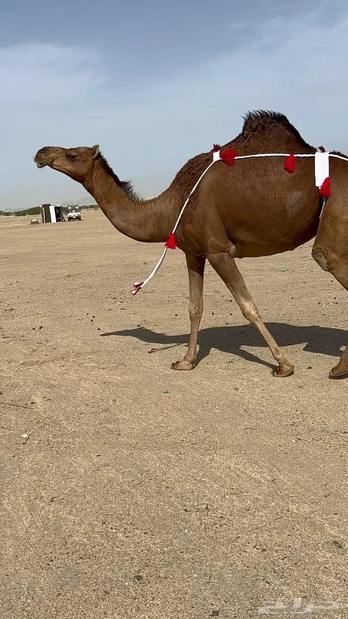 بكره ساحليه حمراء دم دهما لقحه 5