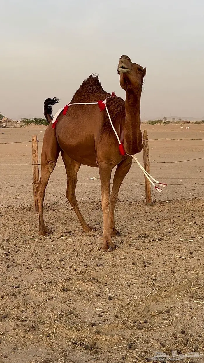 بكره ساحليه حمراء دم دهما لقحه 21