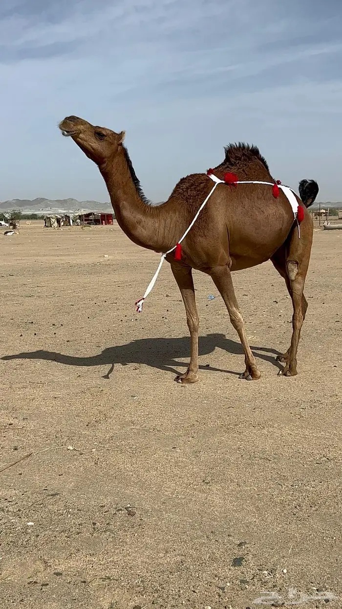 بكره ساحليه حمراء دم دهما لقحه 15