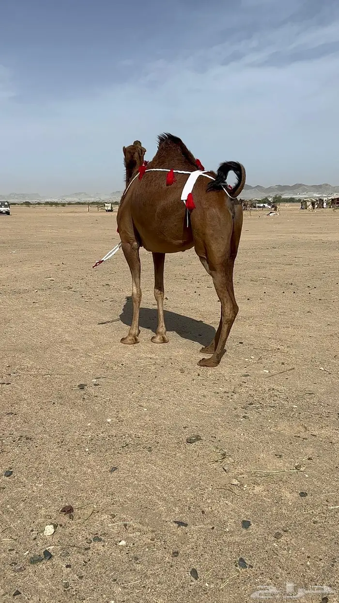 بكره ساحليه حمراء دم دهما لقحه 4