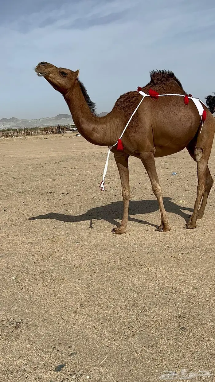 بكره ساحليه حمراء دم دهما لقحه 16