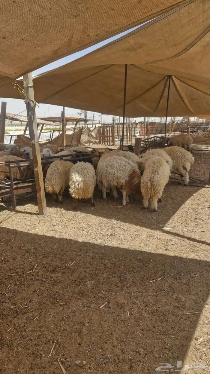 اضاحي نعيم و سواكن 3