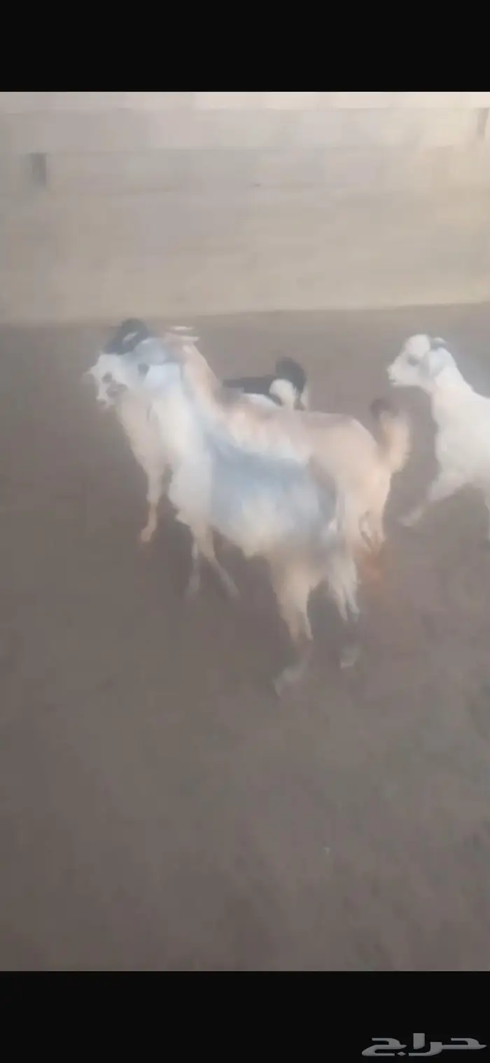خرفان وتيوس 0