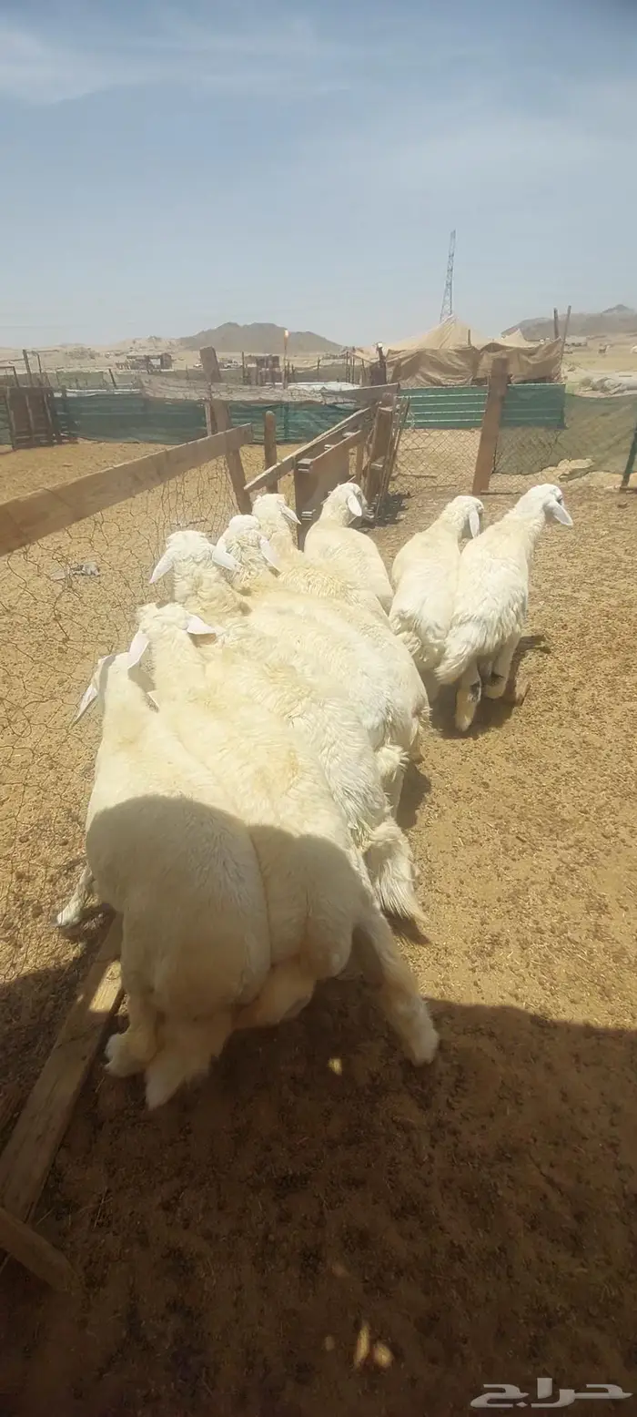 طليان اضاحي. وسواكن 6