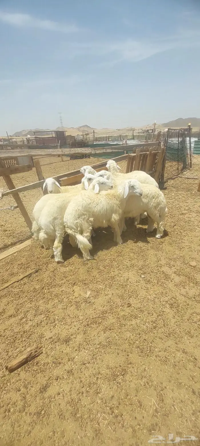 طليان اضاحي. وسواكن 2