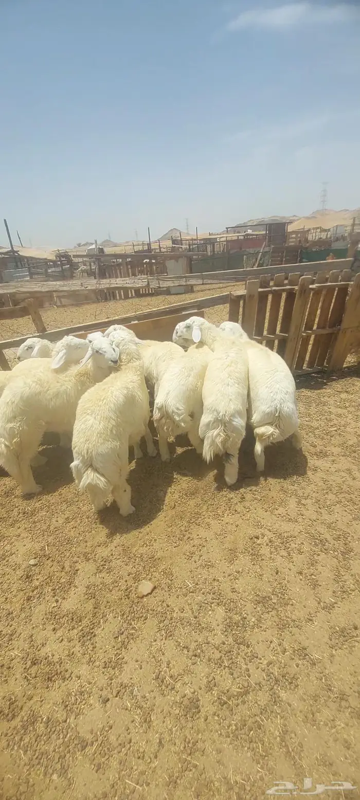 طليان اضاحي. وسواكن 3