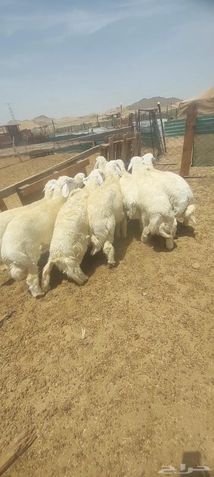 طليان اضاحي. وسواكن 4