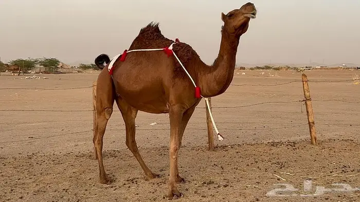 بكره ساحليه حمراء دم دهما لقحه 10