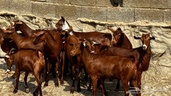 معزا دهم جذعات 11تم البيع 0